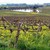 Blair Fox Cellars, Fox Family Vineyard Grenache, Los Olivos District