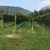 001 Vintners Cabernet Sauvignon Ecotone Vineyard n/a